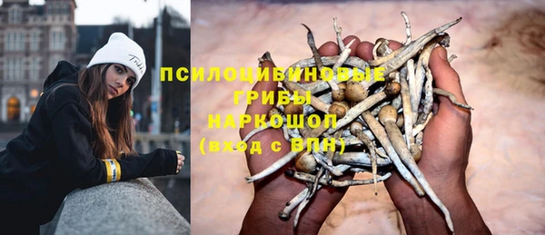 стаф Каменка